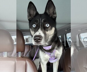 Gerberian Shepsky Dogs for adoption in McKinney, TX, USA