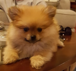 Pomeranian Puppy for sale in OKLAHOMA CITY, OK, USA