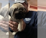 Small Photo #14 Pug Puppy For Sale in ISLANDTON, SC, USA