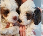 Small #6 Bernedoodle (Miniature)
