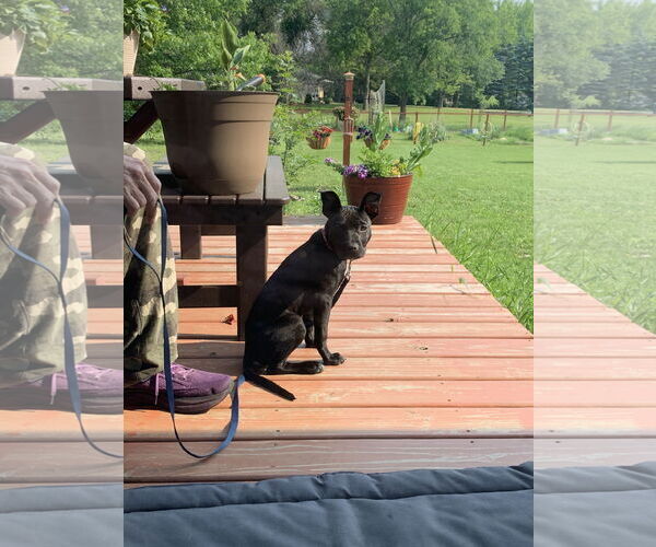 Medium Photo #7 Mutt Puppy For Sale in Buffalo, MN, USA
