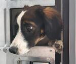 Small Mutt