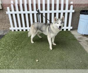 Siberian Husky Dogs for adoption in Modesto, CA, USA