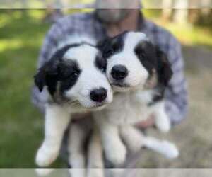 Border Collie Litter for sale in MOSIER, OR, USA