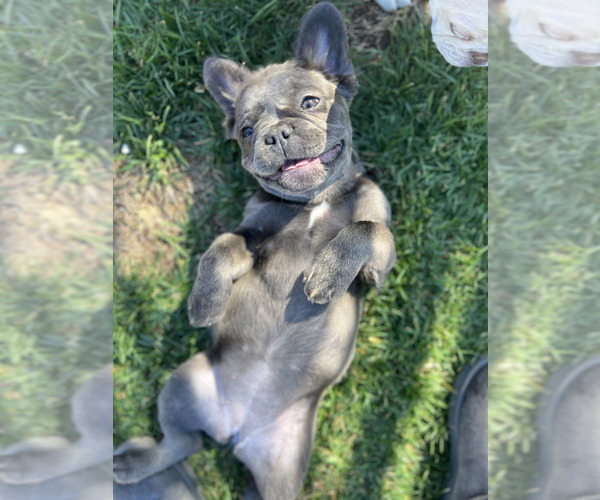Medium Photo #2 French Bulldog Puppy For Sale in CHULA VISTA, CA, USA
