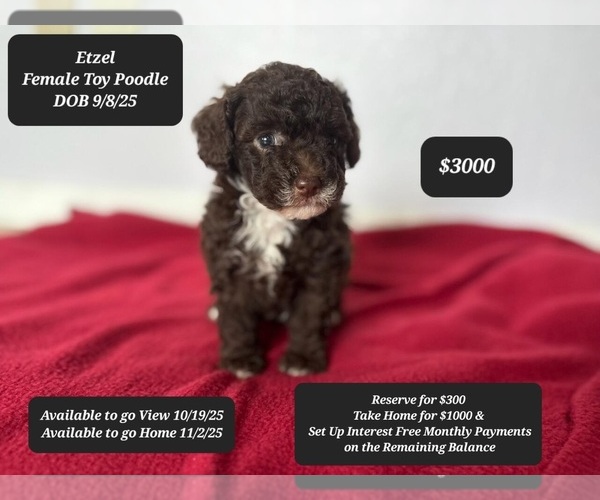 Medium Photo #1 Poodle (Toy) Puppy For Sale in TUCSON, AZ, USA