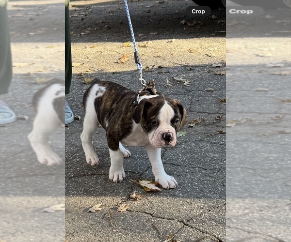 Medium Photo #9 American Bulldog Puppy For Sale in HUDSON, NY, USA