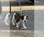 Small Photo #9 American Bulldog Puppy For Sale in HUDSON, NY, USA