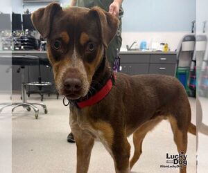 Scad - Male Mutt Dog for Adoption - Photo #2