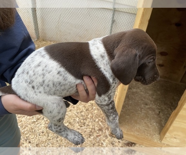Medium Photo #1 German Shorthaired Pointer Puppy For Sale in CUMMING, GA, USA