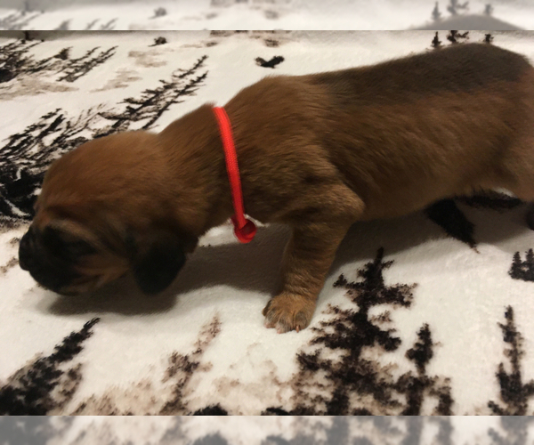 Medium Photo #3 Bloodhound Puppy For Sale in N LITTLE ROCK, AR, USA
