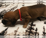 Small Photo #3 Bloodhound Puppy For Sale in N LITTLE ROCK, AR, USA