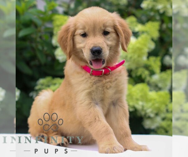 Medium Photo #3 Golden Retriever Puppy For Sale in LITITZ, PA, USA