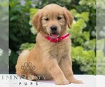 Small #2 Golden Retriever