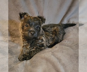 Cairn Terrier Puppy for sale in FORNEY, TX, USA