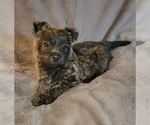 Small Photo #1 Cairn Terrier Puppy For Sale in FORNEY, TX, USA