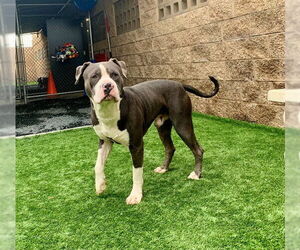 Mutt Dogs for adoption in Moreno Valley, CA, USA