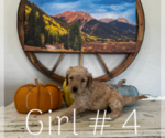 Small Photo #5 Goldendoodle Puppy For Sale in MONTROSE, CO, USA