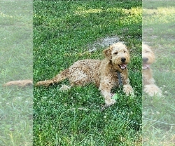 Medium Photo #1 Goldendoodle Puppy For Sale in TROY, MO, USA