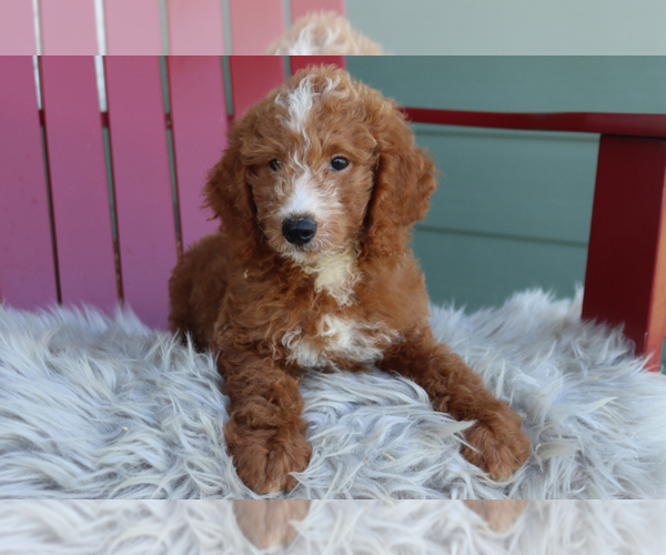 Medium Photo #5 Goldendoodle (Miniature) Puppy For Sale in ITASCA, TX, USA
