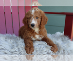 Small Photo #5 Goldendoodle (Miniature) Puppy For Sale in ITASCA, TX, USA