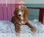 Small #4 Goldendoodle (Miniature)