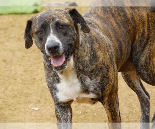 Medium Photo #1 Mastiff-Unknown Mix Puppy For Sale in Tallahassee, FL, USA