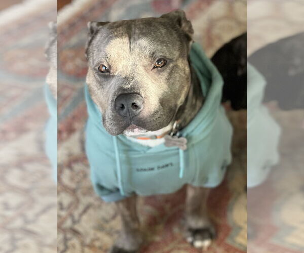 Medium Photo #3 American Pit Bull Terrier Puppy For Sale in Lakemont, GA, USA