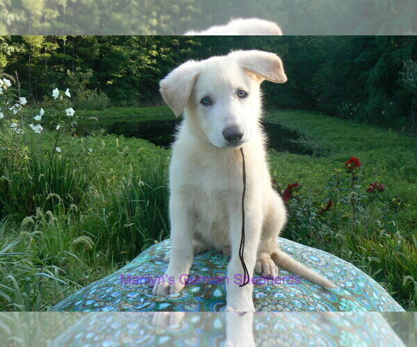 Medium Photo #1 German Shepherd Dog Puppy For Sale in PIEDMONT, MO, USA