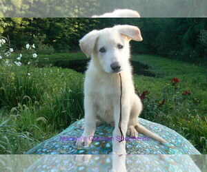 German Shepherd Dog Puppy for Sale in PIEDMONT, Missouri USA