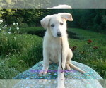 Image preview for Ad Listing. Nickname: Brown Sugar