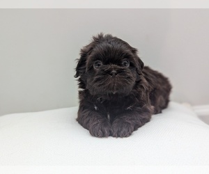 Shih Tzu Litter for sale in LUGOFF, SC, USA