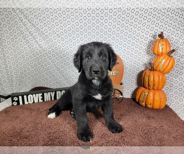Medium Photo #2 Golden Mountain Dog Puppy For Sale in BLACK FOREST, CO, USA