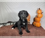 Small #1 Golden Mountain Dog