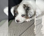 Puppy 4 Miniature Australian Shepherd