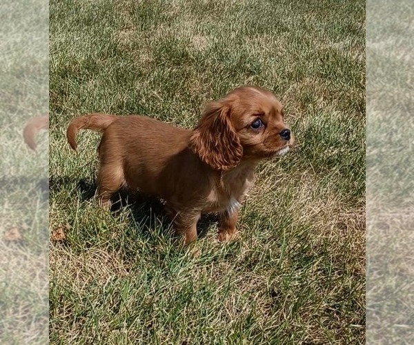 Medium Photo #2 Cavalier King Charles Spaniel Puppy For Sale in PORTAGE, MI, USA