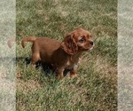 Small #1 Cavalier King Charles Spaniel