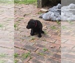Small #4 Labrador Retriever