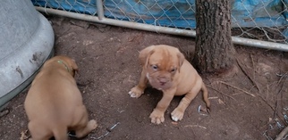 Dogue de Bordeaux Puppy for sale in CLEVELAND, GA, USA