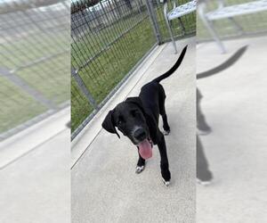 Labrador Retriever-Unknown Mix Dogs for adoption in Corpus Christi, TX, USA