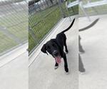 Small Labrador Retriever Mix