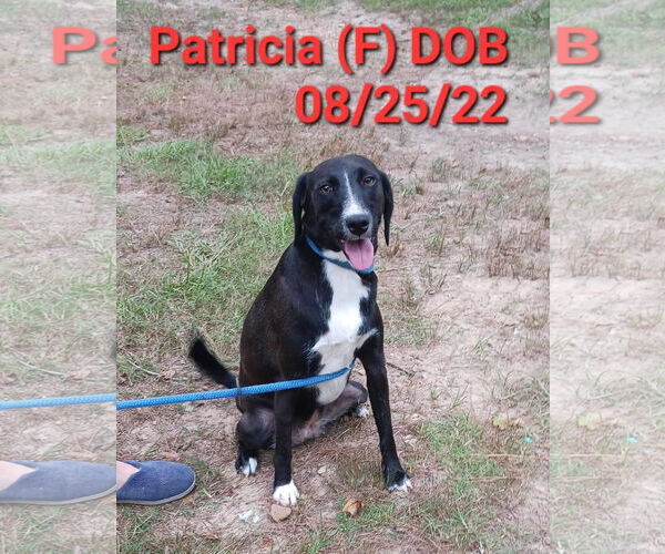 Medium Photo #7 Mutt Puppy For Sale in Farmerville, LA, USA