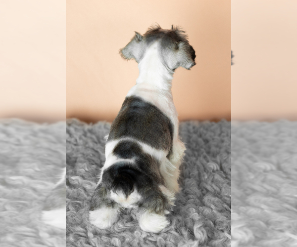 Medium Photo #5 Schnauzer (Miniature) Puppy For Sale in MILLERSBURG, IN, USA