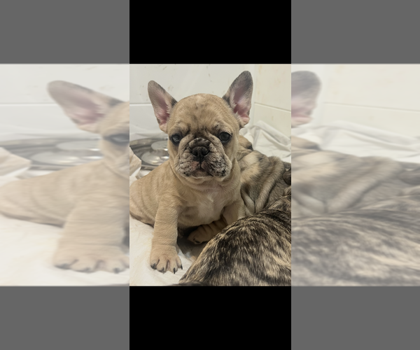 Medium Photo #1 French Bulldog Puppy For Sale in CULPEPER, VA, USA