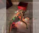 Small #3 Labrador Retriever Mix