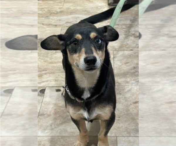 Medium Photo #2 Dachshund-Unknown Mix Puppy For Sale in Lakewood, CO, USA