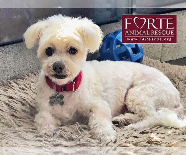 Medium Photo #2 Maltipoo (Miniature) Puppy For Sale in Marina del Rey, CA, USA