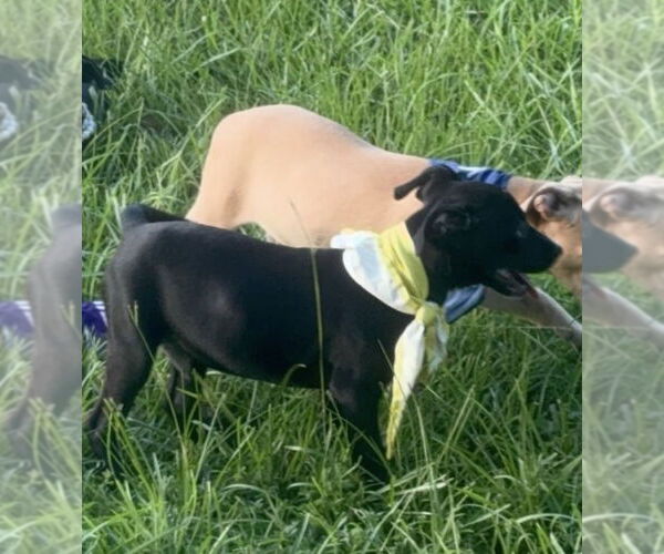 Medium Photo #4 Labrador Retriever-Unknown Mix Puppy For Sale in Oakhurst, NJ, USA