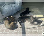 Small #19 American Pit Bull Terrier