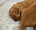 Small #5 Golden Retriever